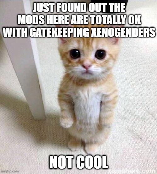 don't honestly care if you don't approve this meme. This message is for the mods anyways. | JUST FOUND OUT THE MODS HERE ARE TOTALLY OK WITH GATEKEEPING XENOGENDERS; NOT COOL | image tagged in memes,cute cat | made w/ Imgflip meme maker