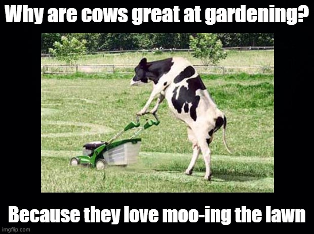Moo-ing the lawn | Why are cows great at gardening? Because they love moo-ing the lawn | image tagged in cow,gardening,pun | made w/ Imgflip meme maker