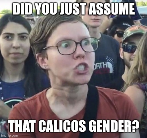 Triggered feminist | DID YOU JUST ASSUME THAT CALICOS GENDER? | image tagged in triggered feminist | made w/ Imgflip meme maker