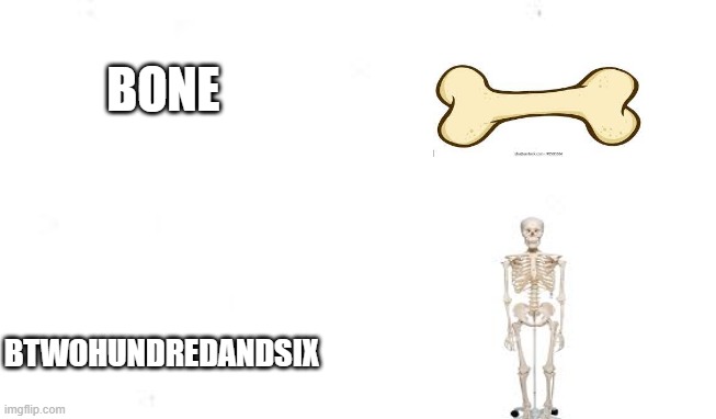 none | BONE; BTWOHUNDREDANDSIX | image tagged in bones | made w/ Imgflip meme maker