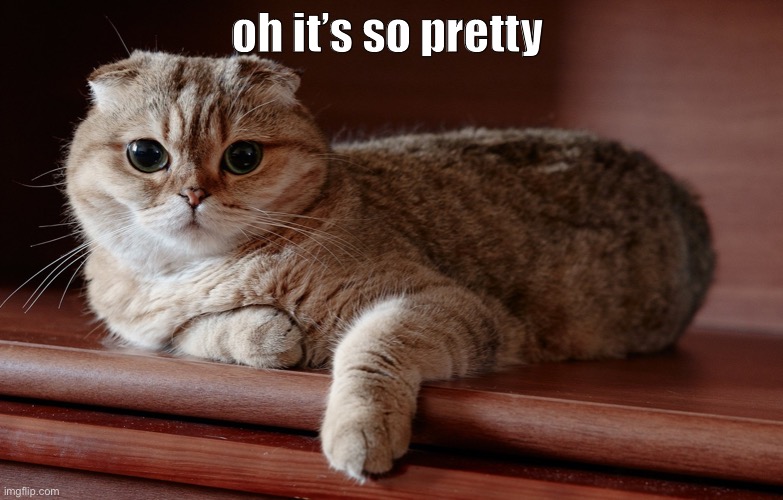 i’m suddenly obsessed with cats | oh it’s so pretty | made w/ Imgflip meme maker