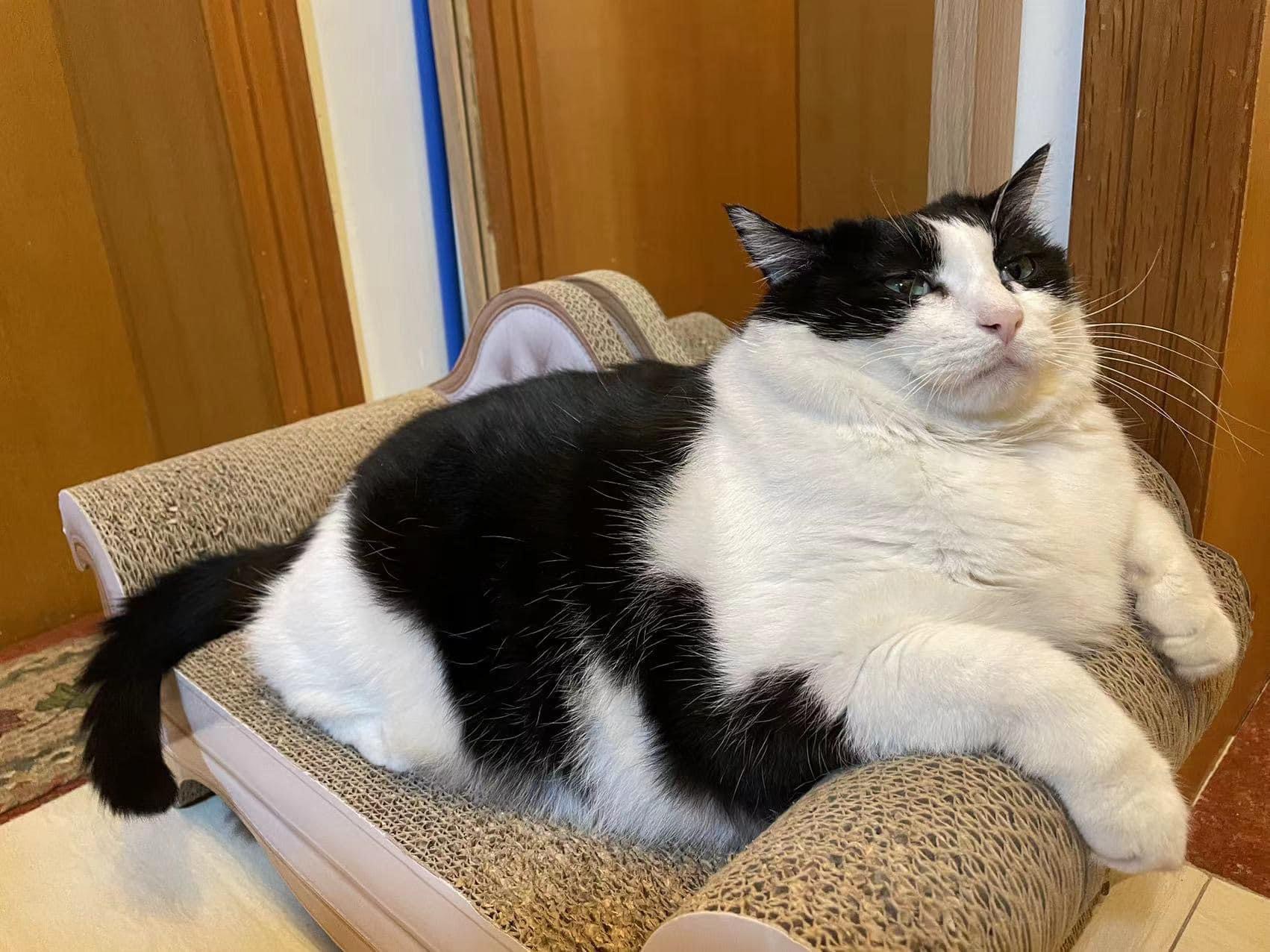 High Quality Jabba the Cat Blank Meme Template