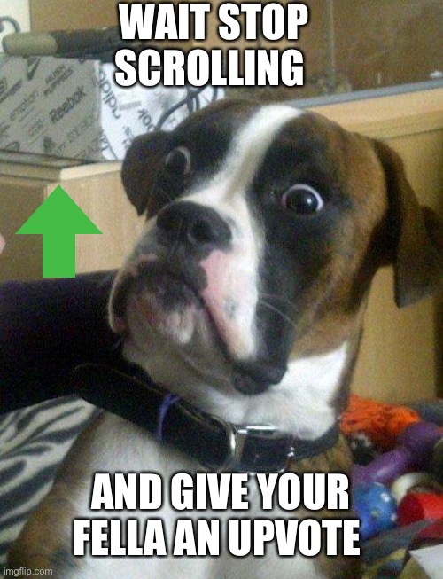 Blankie the Shocked Dog | WAIT STOP SCROLLING; AND GIVE YOUR FELLA AN UPVOTE | image tagged in blankie the shocked dog | made w/ Imgflip meme maker