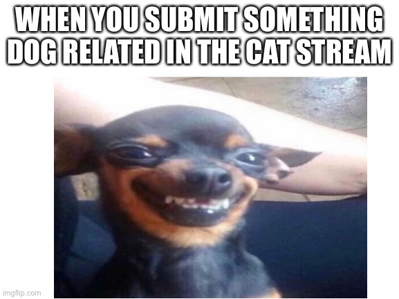 WHEN YOU SUBMIT SOMETHING DOG RELATED IN THE CAT STREAM | image tagged in dogs | made w/ Imgflip meme maker