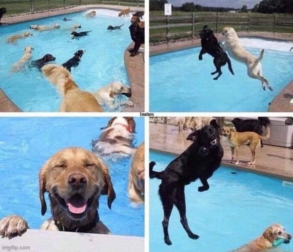 This dog party looks so fun | image tagged in dogs | made w/ Imgflip meme maker