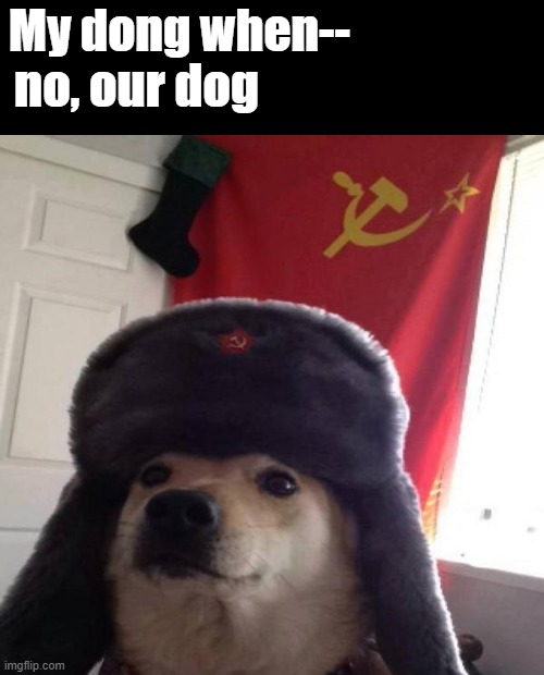 "our" | My dong when--; no, our dog | image tagged in russian doge,communisim,lolz,lol so funny | made w/ Imgflip meme maker