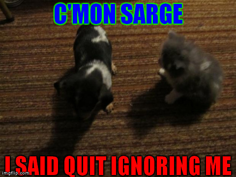 C'MON SARGE I SAID QUIT IGNORING ME | image tagged in sarge | made w/ Imgflip meme maker