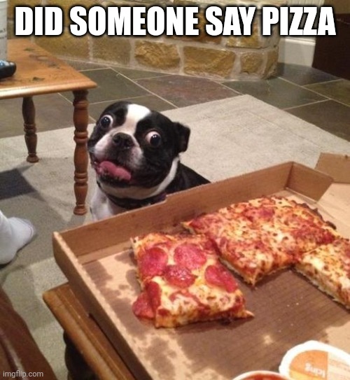 Hungry Pizza Dog | DID SOMEONE SAY PIZZA | image tagged in hungry pizza dog | made w/ Imgflip meme maker