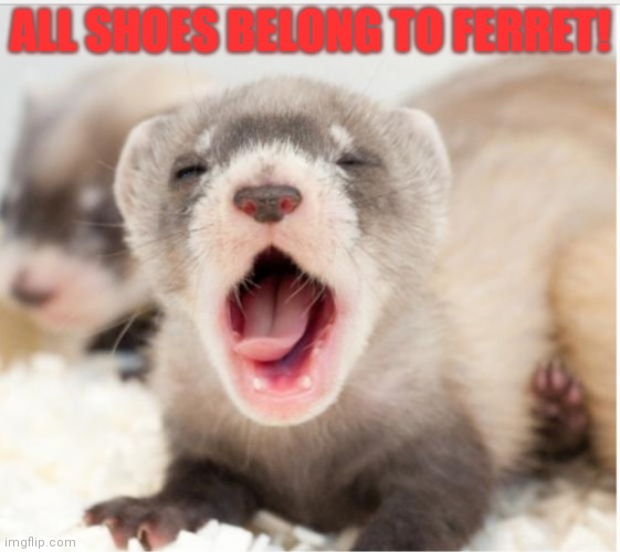 Ferret sleepy | ALL SHOES BELONG TO FERRET! | image tagged in ferret sleepy | made w/ Imgflip meme maker