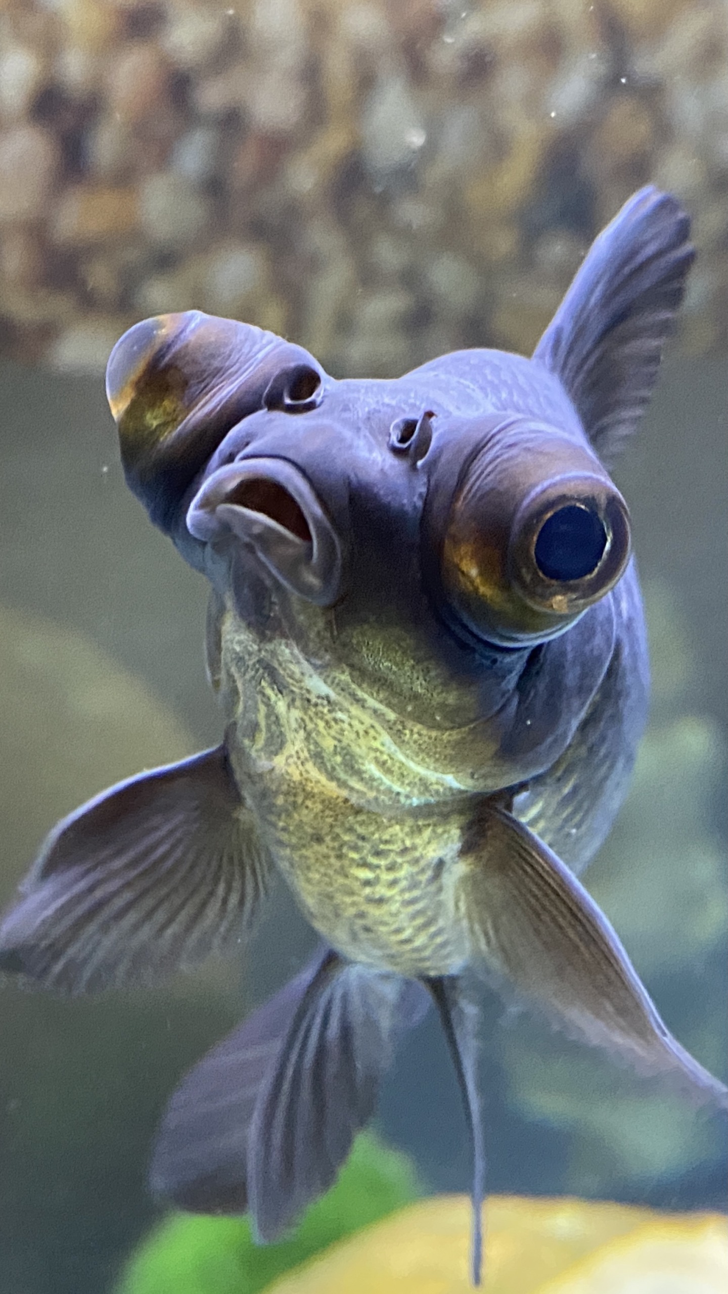 High Quality Confused fish Blank Meme Template