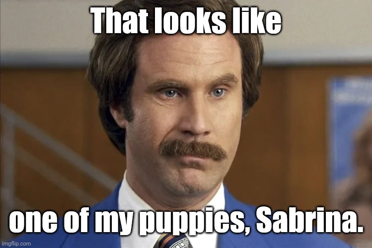 Ron Burgundy smirks | That looks like one of my puppies, Sabrina. | image tagged in ron burgundy smirks | made w/ Imgflip meme maker