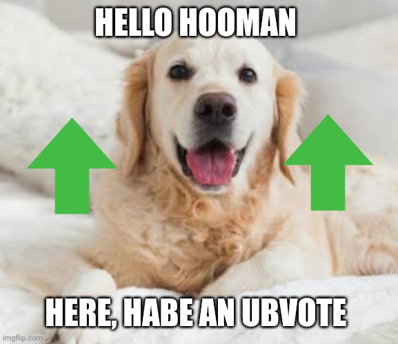 Hello hooman | HELLO HOOMAN; HERE, HABE AN UBVOTE | image tagged in dog | made w/ Imgflip meme maker