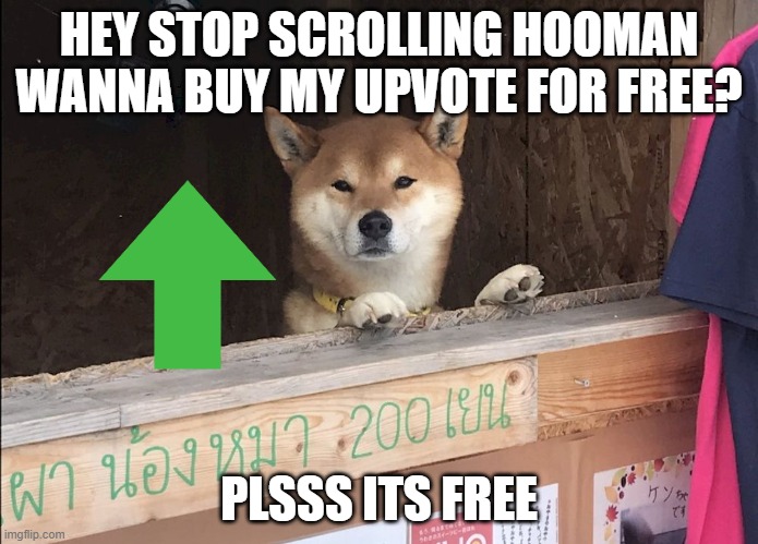 Doggi want u to buy his upvote for free | HEY STOP SCROLLING HOOMAN WANNA BUY MY UPVOTE FOR FREE? PLSSS ITS FREE | image tagged in dog,upvotes,scrolling,stop,stopscrolling | made w/ Imgflip meme maker