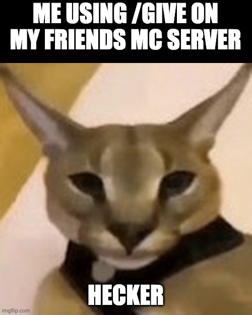 hecking | ME USING /GIVE ON MY FRIENDS MC SERVER; HECKER | image tagged in cats,hacker,hecker | made w/ Imgflip meme maker