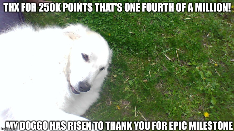 this actually is my dog, and the template is called one happy doggo if you want to use it |  THX FOR 250K POINTS THAT'S ONE FOURTH OF A MILLION! MY DOGGO HAS RISEN TO THANK YOU FOR EPIC MILESTONE | image tagged in one happy doggo,thank you | made w/ Imgflip meme maker