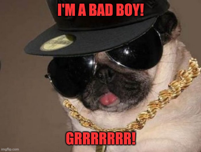 Bad boy | I'M A BAD BOY! GRRRRRRR! | image tagged in gangster pug | made w/ Imgflip meme maker