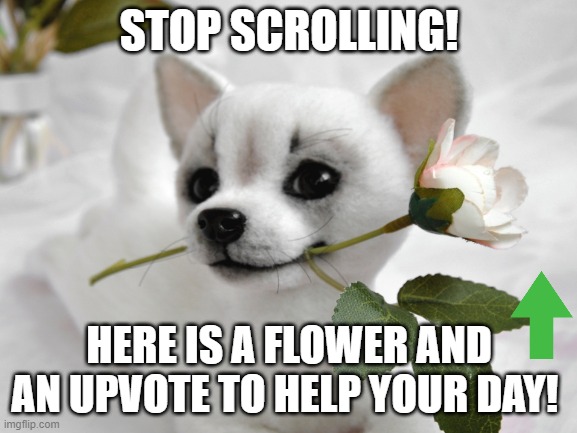 Lets make this a trend | STOP SCROLLING! HERE IS A FLOWER AND AN UPVOTE TO HELP YOUR DAY! | image tagged in memes,cute puppies | made w/ Imgflip meme maker