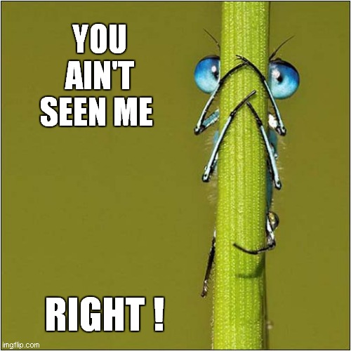 Insect Hiding In Plain Sight ! |  YOU AIN'T SEEN ME; RIGHT ! | image tagged in insect,hiding | made w/ Imgflip meme maker