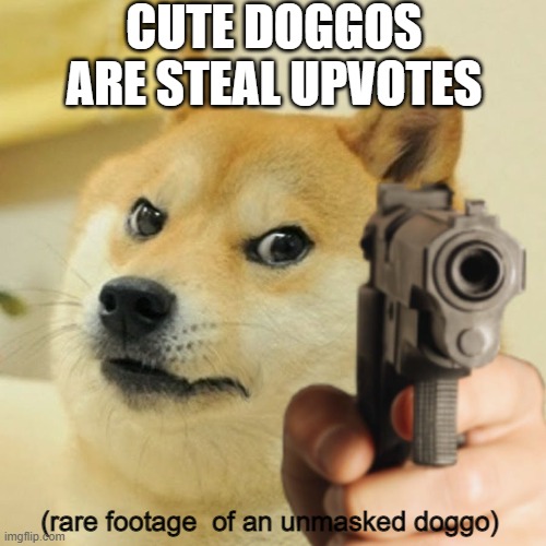 EMERGENCY BROADCAST | CUTE DOGGOS ARE STEAL UPVOTES; (rare footage  of an unmasked doggo) | image tagged in doge holding a gun | made w/ Imgflip meme maker