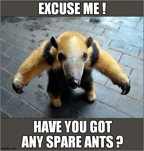 How Could You Resist This Anteater ? |  EXCUSE ME ! HAVE YOU GOT ANY SPARE ANTS ? | image tagged in anteater,begging | made w/ Imgflip meme maker
