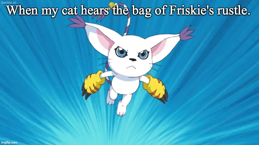 Here she comes! | When my cat hears the bag of Friskie's rustle. | image tagged in digimon,cat,cats | made w/ Imgflip meme maker