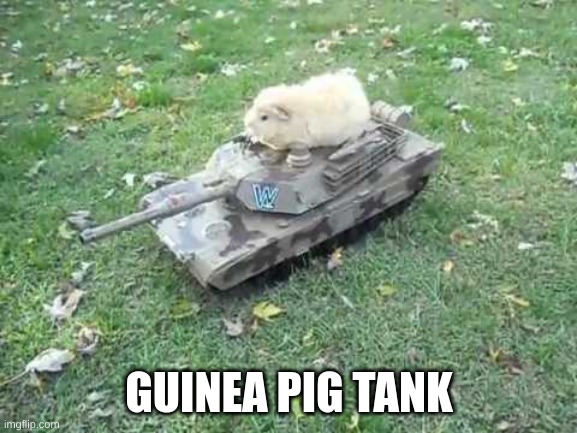 Guinea pig tank | GUINEA PIG TANK | image tagged in guinea pig tank | made w/ Imgflip meme maker