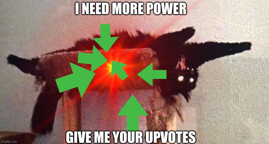 FEED THE CAT | I NEED MORE POWER; GIVE ME YOUR UPVOTES | image tagged in funny,memes | made w/ Imgflip meme maker