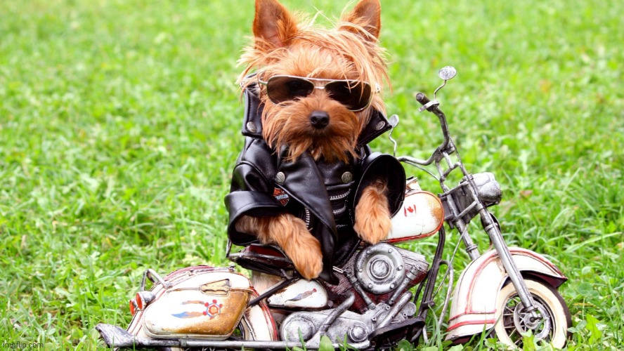 cool dog | image tagged in cool dog | made w/ Imgflip meme maker