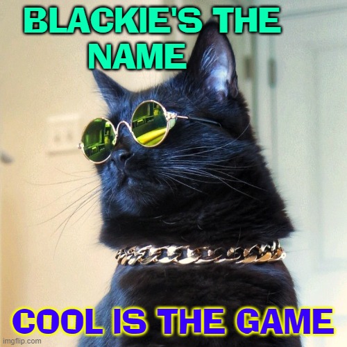 Some Cats Just Got It! | BLACKIE'S THE
NAME; COOL IS THE GAME | image tagged in vince vance,cats,cool cat,black cat,memes,sunglasses | made w/ Imgflip meme maker
