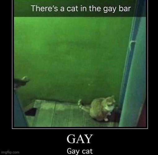 Gay cat | made w/ Imgflip meme maker