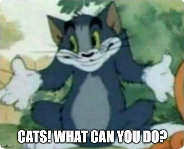 Tom Shrugging | CATS! WHAT CAN YOU DO? | image tagged in tom shrugging | made w/ Imgflip meme maker