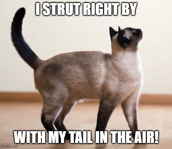 Stray Cat Strut | I STRUT RIGHT BY; WITH MY TAIL IN THE AIR! | image tagged in siamese,cat,strut,stray,tail in the air | made w/ Imgflip meme maker
