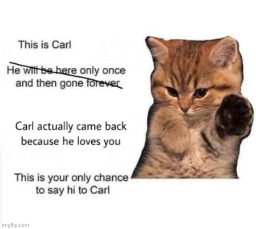 : ( | image tagged in cat,kitty,memes | made w/ Imgflip meme maker