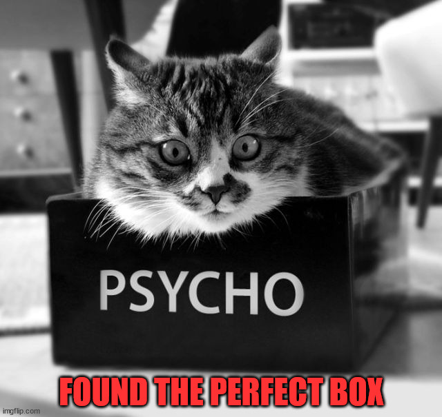 FOUND THE PERFECT BOX | image tagged in cats | made w/ Imgflip meme maker
