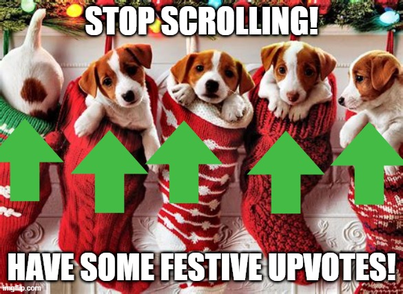 festive doggos | STOP SCROLLING! HAVE SOME FESTIVE UPVOTES! | image tagged in cute,doggo,upvote | made w/ Imgflip meme maker