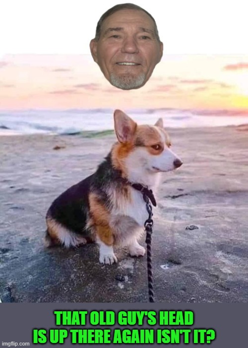 it's there isn't it? | THAT OLD GUY'S HEAD IS UP THERE AGAIN ISN'T IT? | image tagged in kewlew,corgi | made w/ Imgflip meme maker