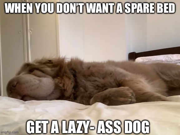 WHEN YOU DON’T WANT A SPARE BED; GET A LAZY- ASS DOG | made w/ Imgflip meme maker
