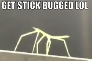 High Quality Stickbug meme Blank Meme Template