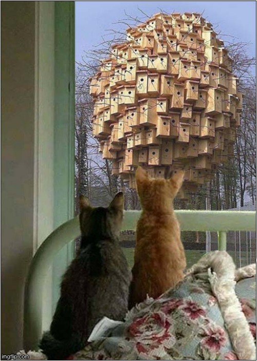 Bird Watching ! | image tagged in cats,bird box | made w/ Imgflip meme maker