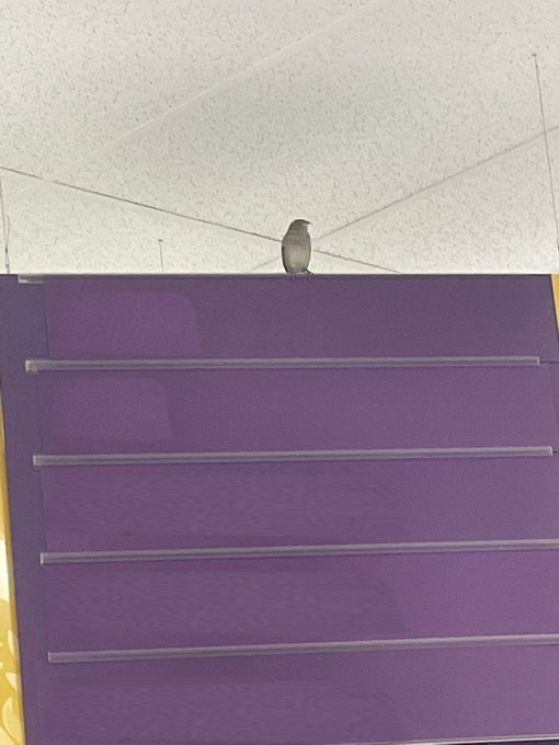 High Quality Bird on Grocery Sign Blank Meme Template