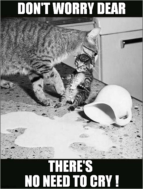 Spilt Milk ! | DON'T WORRY DEAR; THERE'S 
NO NEED TO CRY ! | image tagged in cats,sayings | made w/ Imgflip meme maker