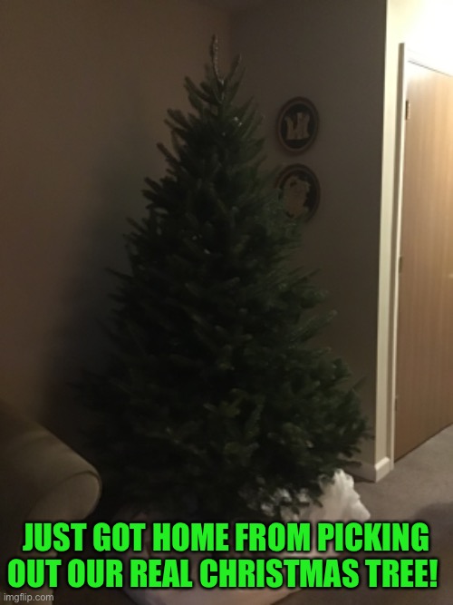 It’s very noice :D smells good as well :D | JUST GOT HOME FROM PICKING OUT OUR REAL CHRISTMAS TREE! | image tagged in memes,christmas,tree,christmas tree,happy,yay | made w/ Imgflip meme maker