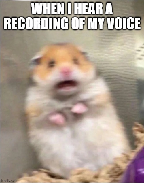 ahhhhhhhhhh | WHEN I HEAR A RECORDING OF MY VOICE | image tagged in chipmunk | made w/ Imgflip meme maker