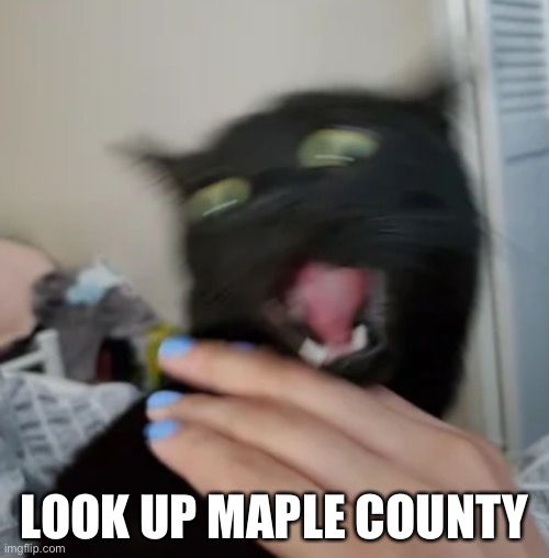Lmao | LOOK UP MAPLE COUNTY | image tagged in screaming black cat | made w/ Imgflip meme maker