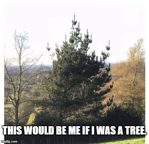this tree should be in my front yard |  THIS WOULD BE ME IF I WAS A TREE. | image tagged in funny memes,lol,mother nature,funny meme,truth | made w/ Imgflip meme maker