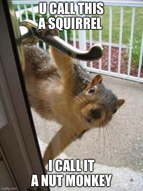 I’ll be back w/ more new animal names | U CALL THIS A SQUIRREL; I CALL IT A NUT MONKEY | image tagged in squirrel | made w/ Imgflip meme maker