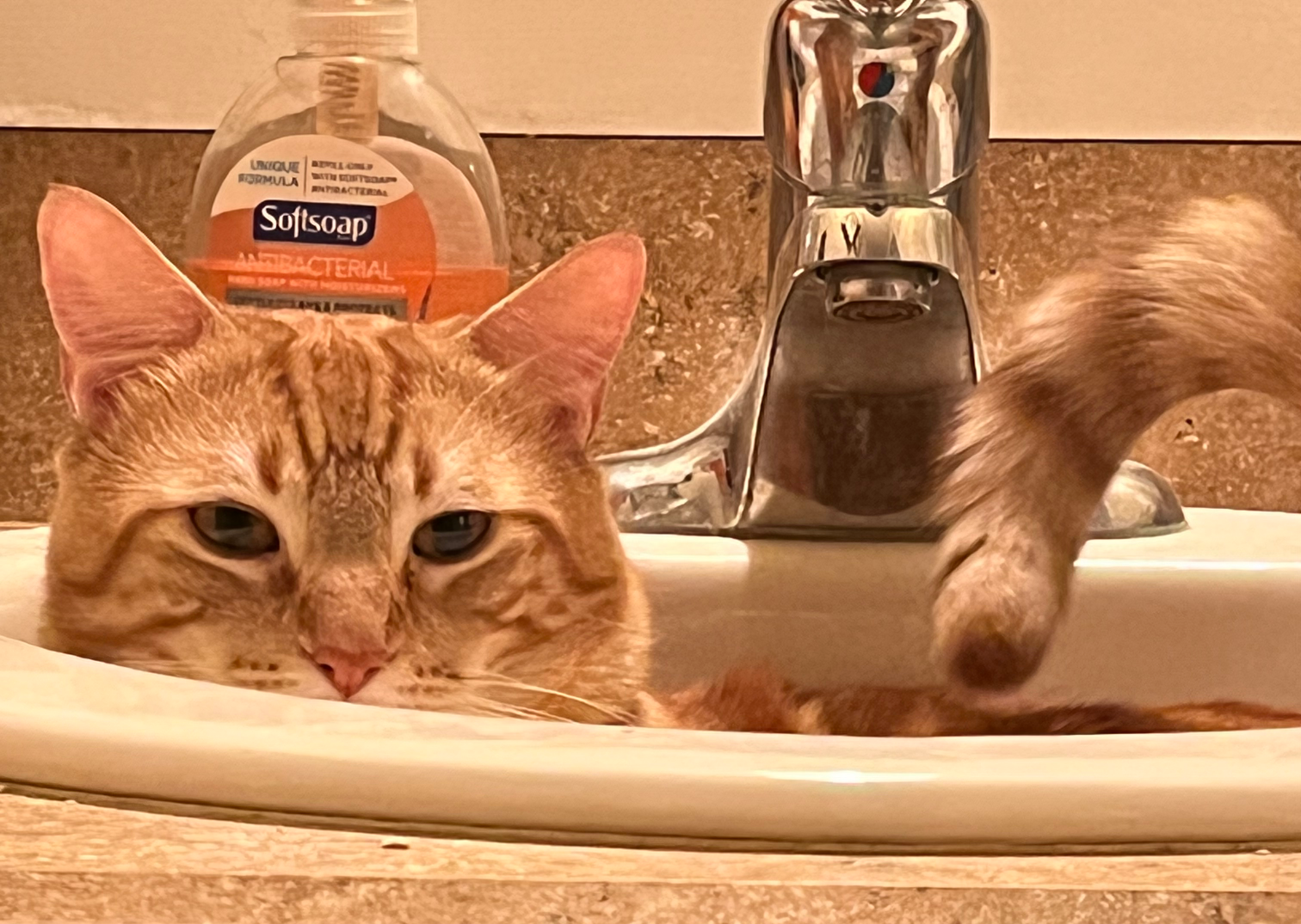 High Quality Sarcastic sink cat Blank Meme Template
