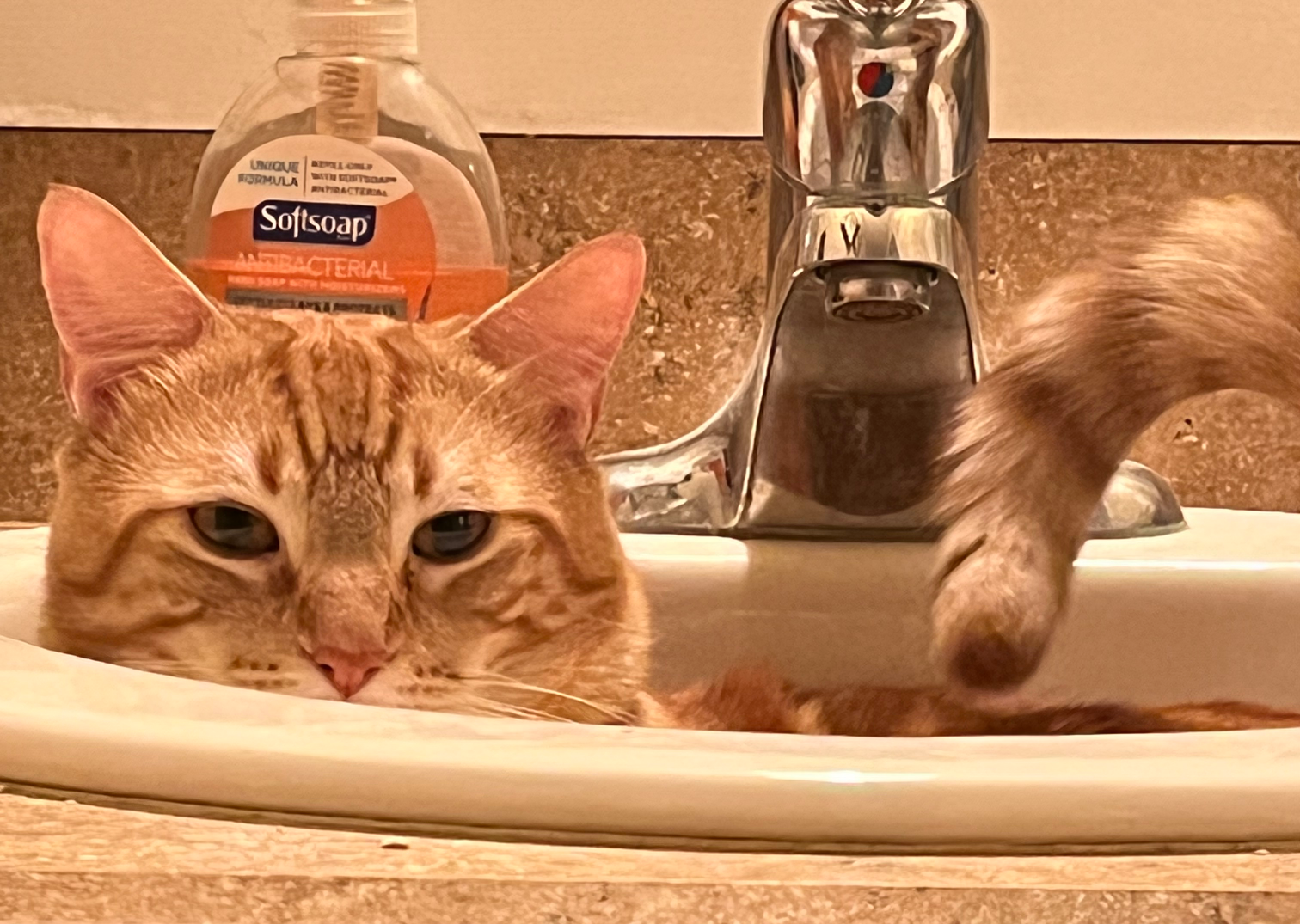 Sarcastic sink cat Blank Meme Template