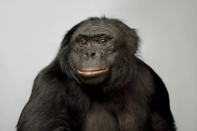 Smart Bonobo Blank Meme Template