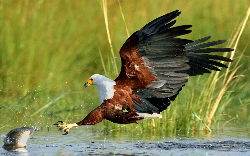 image tagged in awesome | made w/ Imgflip meme maker